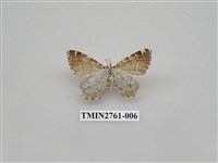 藏品(尺蛾330)的圖片